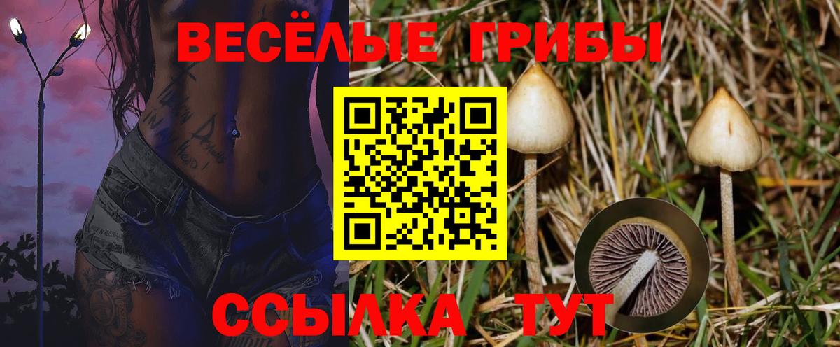 Псилоцибиновые грибы Cubensis Гай
